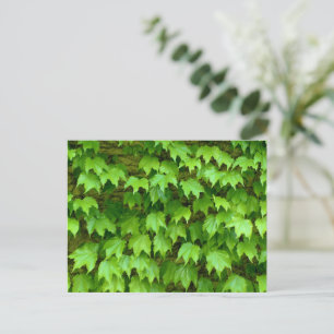 Carte Postale Boston Ivy