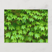 Carte Postale Boston Ivy (Devant)