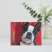 Carte postale Boston Terrier (Debout devant)