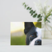 Carte Postale Boston Terrier (Debout devant)