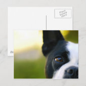 Carte Postale Boston Terrier (Devant / Derrière)