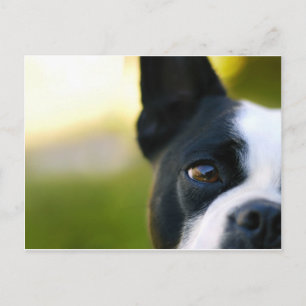 Carte Postale Boston Terrier