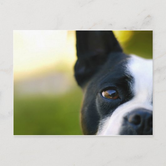 Carte Postale Boston Terrier (Devant)