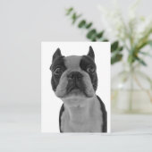 Carte Postale Boston terrier (Debout devant)