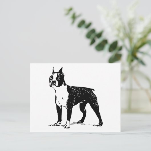 Carte Postale boston terrier (Debout devant)