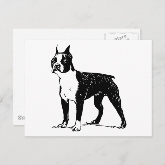 Carte Postale boston terrier (Devant / Derrière)