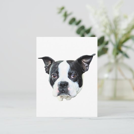 Carte Postale Boston Terrier (Debout devant)