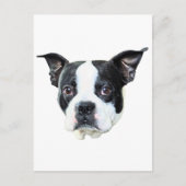 Carte Postale Boston Terrier (Devant)