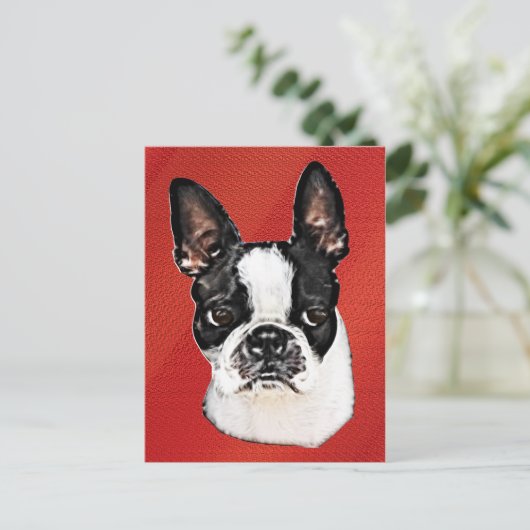 Carte Postale Boston Terrier (Debout devant)