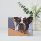 Carte Postale boston terrier (Debout devant)