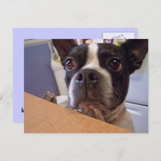 Carte Postale boston terrier (Devant / Derrière)