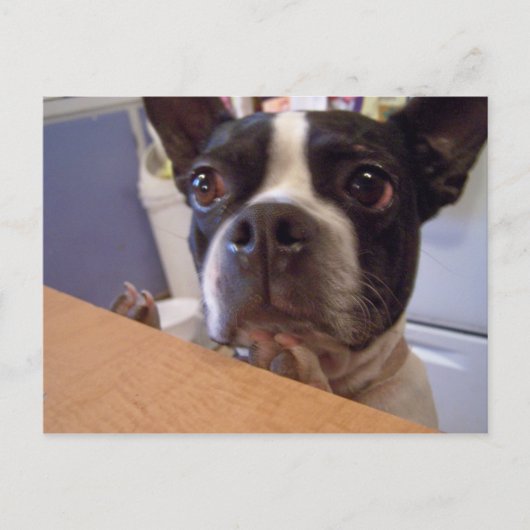 Carte Postale boston terrier (Devant)