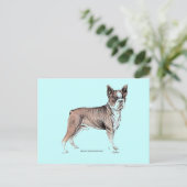 Carte Postale Boston Terrier (Debout devant)
