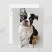 Carte Postale Boston Terrier (Devant / Derrière)