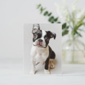Carte Postale Boston Terrier (Debout devant)