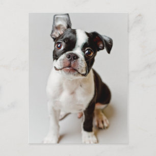Carte Postale Boston Terrier