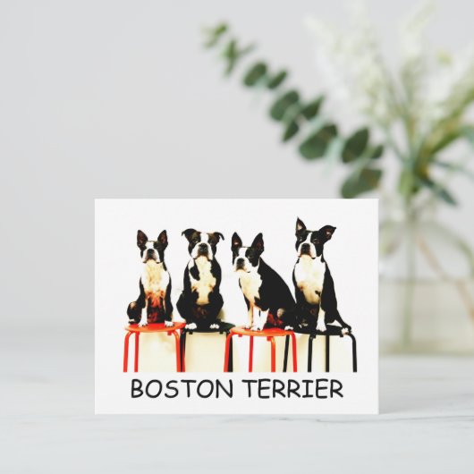 CARTE POSTALE BOSTON TERRIER (Debout devant)