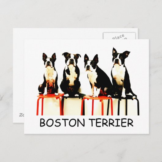 CARTE POSTALE BOSTON TERRIER (Devant / Derrière)