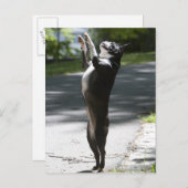 Carte Postale Boston Terrier 2 (Devant / Derrière)