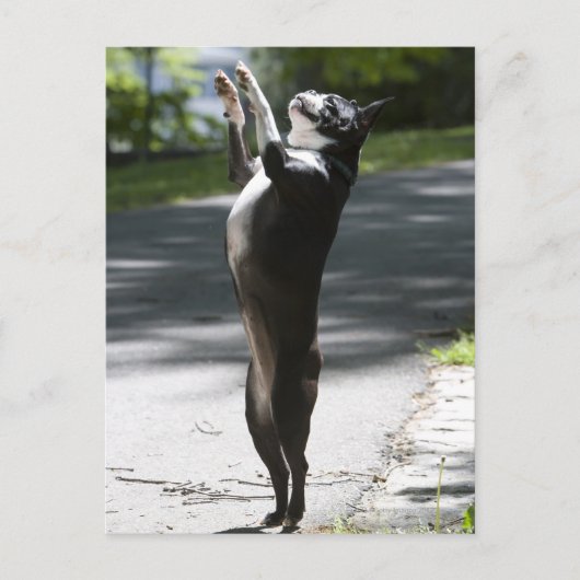 Carte Postale Boston Terrier 2 (Devant)