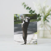 Carte Postale Boston Terrier 2 (Debout devant)