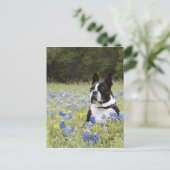 Carte Postale Boston Terrier assis dans un champ de Blue Bonnets (Debout devant)