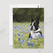 Carte Postale Boston Terrier assis dans un champ de Blue Bonnets (Devant / Derrière)