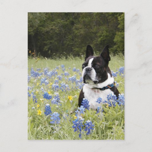 Carte Postale Boston Terrier assis dans un champ de Blue Bonnets (Devant)