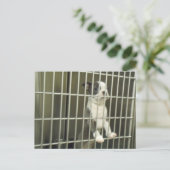 Carte Postale Boston Terrier Chiot dans un abri Cage (Debout devant)