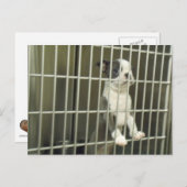 Carte Postale Boston Terrier Chiot dans un abri Cage (Devant / Derrière)