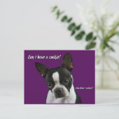 Carte Postale Boston Terrier : Cookie s'il vous plaît ? (Debout devant)