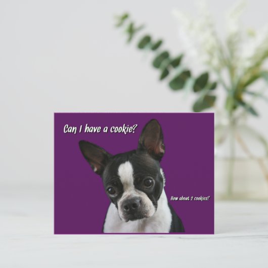 Carte Postale Boston Terrier : Cookie s'il vous plaît ? (Debout devant)