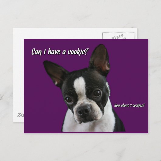 Carte Postale Boston Terrier : Cookie s'il vous plaît ? (Devant / Derrière)