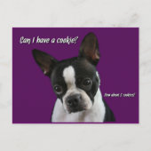 Carte Postale Boston Terrier : Cookie s'il vous plaît ? (Devant)