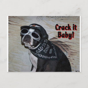 Carte Postale Boston Terrier :  Frappe-le, bébé !