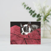 Carte Postale Boston Terrier Holly (Debout devant)