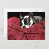 Carte Postale Boston Terrier Holly (Devant / Derrière)