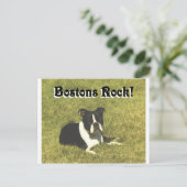 Carte Postale Boston Terrier : les Bostons roulent (Debout devant)