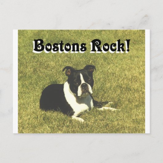 Carte Postale Boston Terrier : les Bostons roulent (Devant)