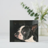Carte Postale Boston Terrier Post Card Phhhhtt! (Debout devant)