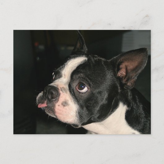Carte Postale Boston Terrier Post Card Phhhhtt! (Devant)