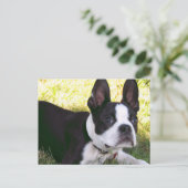 Carte postale Boston Terrier Pup (Debout devant)