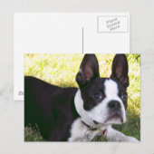 Carte postale Boston Terrier Pup (Devant / Derrière)