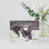 Carte Postale Boston Terrier Puppy (Debout devant)