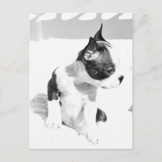Carte Postale Boston Terrier Puppy