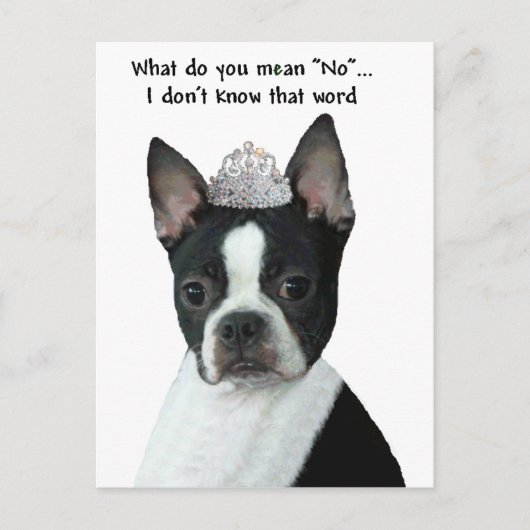 Carte Postale Boston Terrier : Qu'Est-Ce Que Tu Veux Dire "Non"  (Devant)
