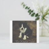 Carte Postale Boston Terrier : Trop Freakin' mignon (Debout devant)