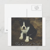Carte Postale Boston Terrier : Trop Freakin' mignon (Devant / Derrière)