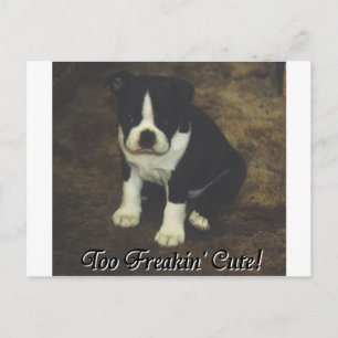 Carte Postale Boston Terrier : Trop Freakin' mignon