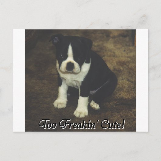 Carte Postale Boston Terrier : Trop Freakin' mignon (Devant)